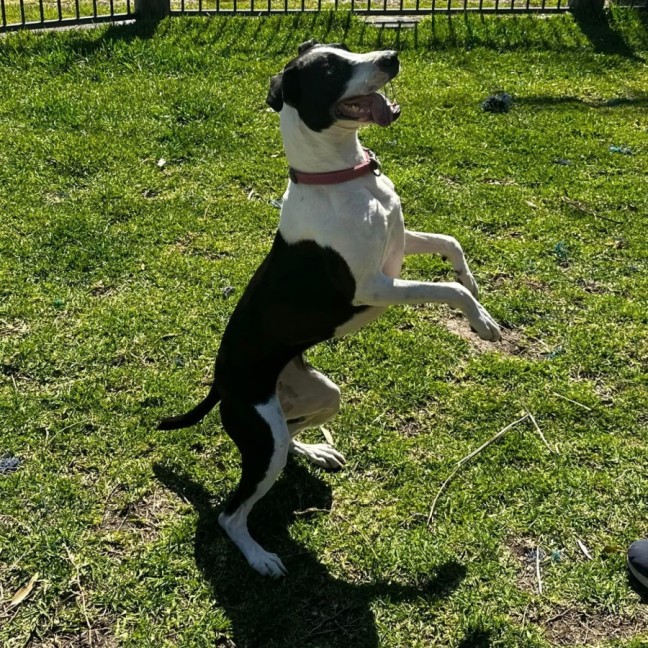 Photo of Jelly Bean