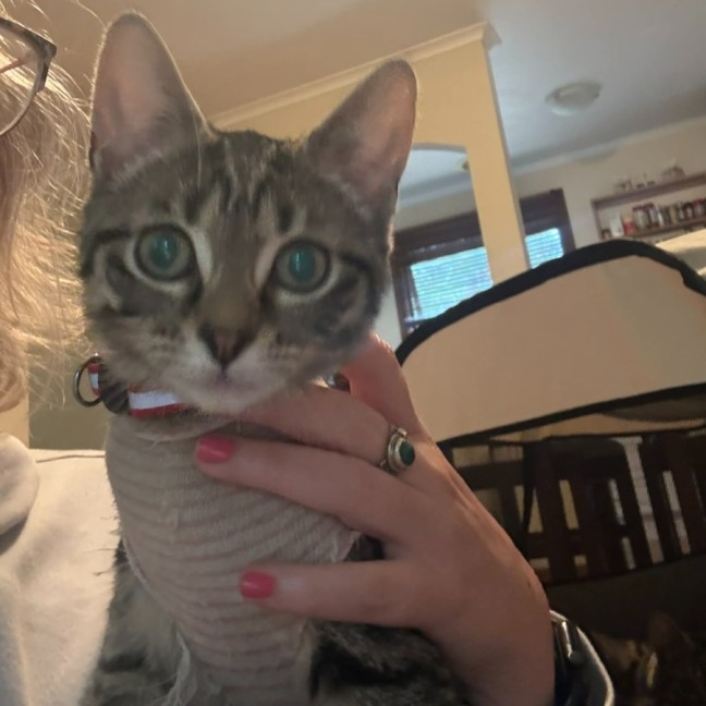 Photo of Connie ** 2nd Chance Cat Rescue **