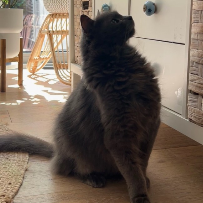 Photo of Gracie *9 Lives Project Rescue*