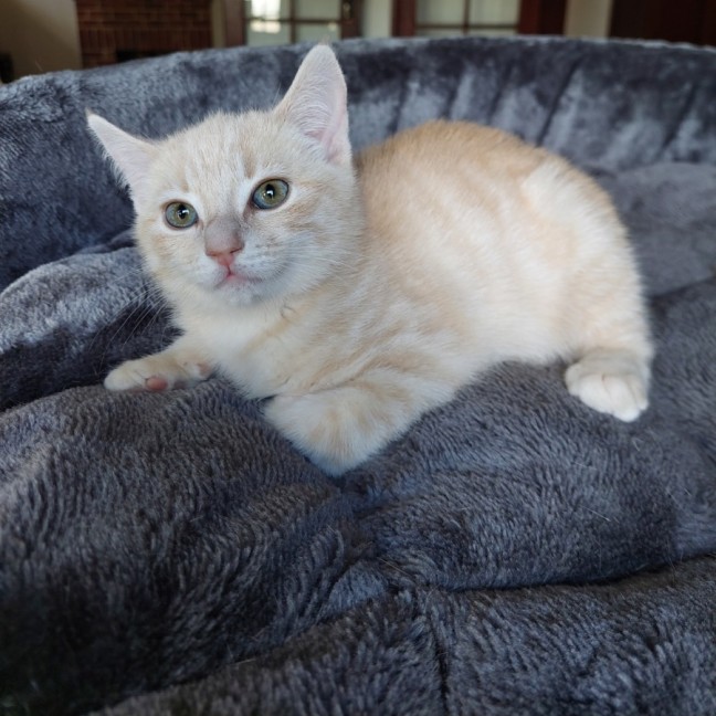 Photo of Lemon Meringue