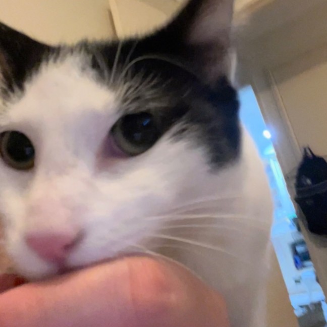 Photo of Blackjack *9 Lives Project Rescue*