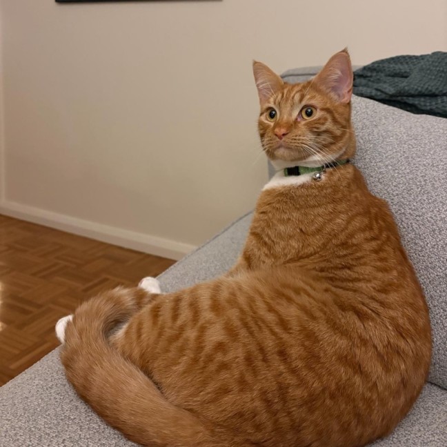 Photo of Ziwi 