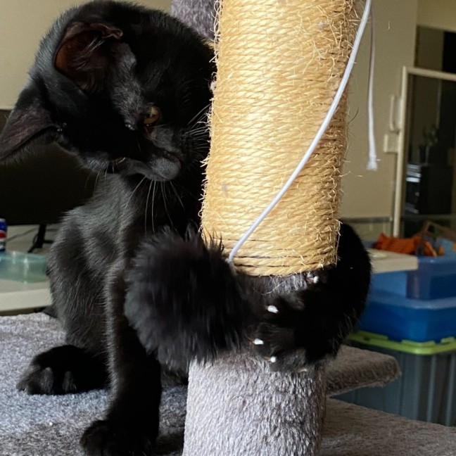 Photo of Wilbur   Reduced Adoption Fee