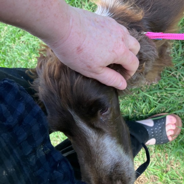 Photo of Cadbury