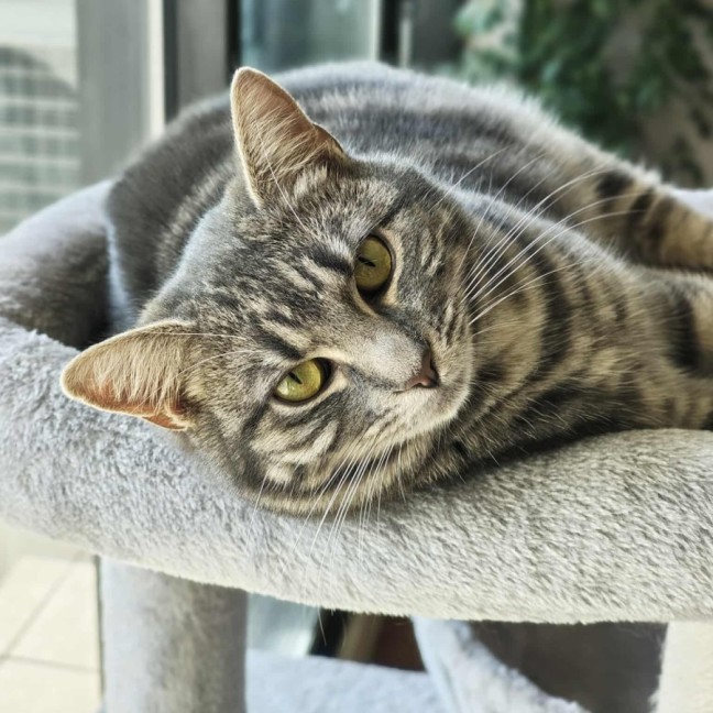 Photo of Ava   In Foster Care In Melbourne