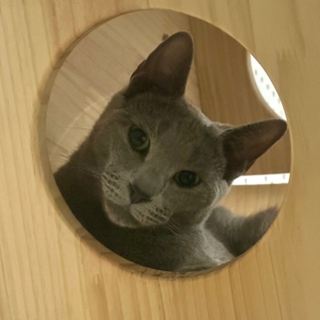 Photo of Samson 💫🐱👑