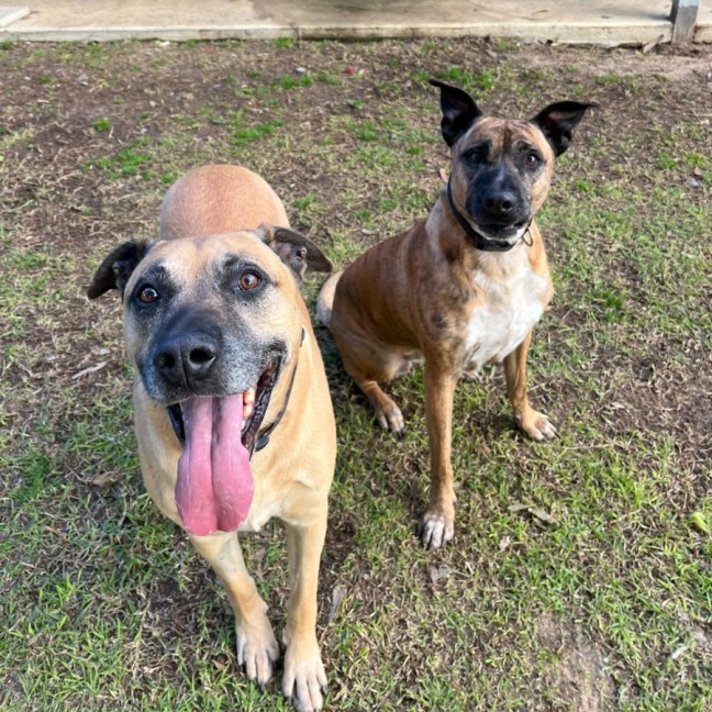 Photo of Tiger & Buster