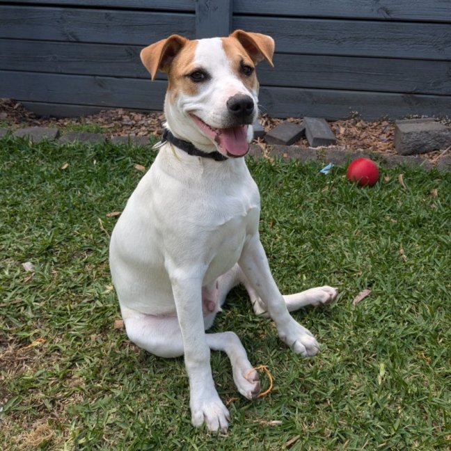 Photo of Harry 🎾🐕 (Assisted Rehome)