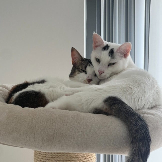 Photo of Layla & Lulu