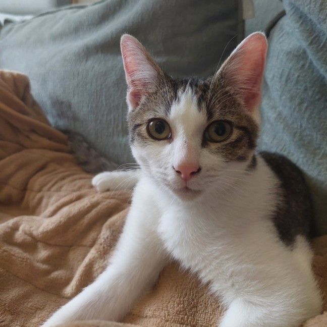 Photo of Toe Beans