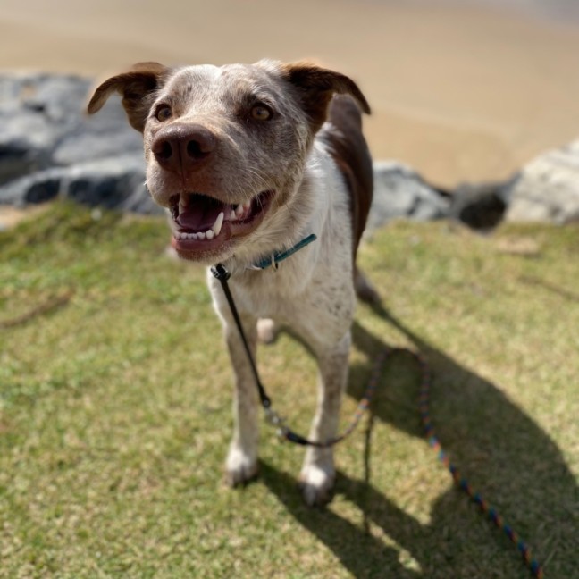 Photo of Oaka
