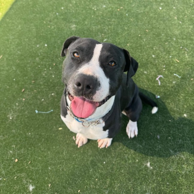 Photo of Socks Imp 2436