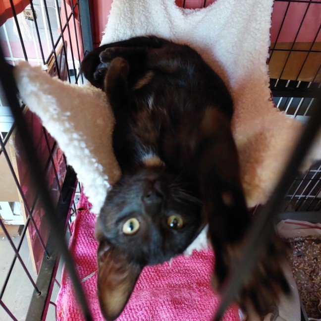 Photo of Penny