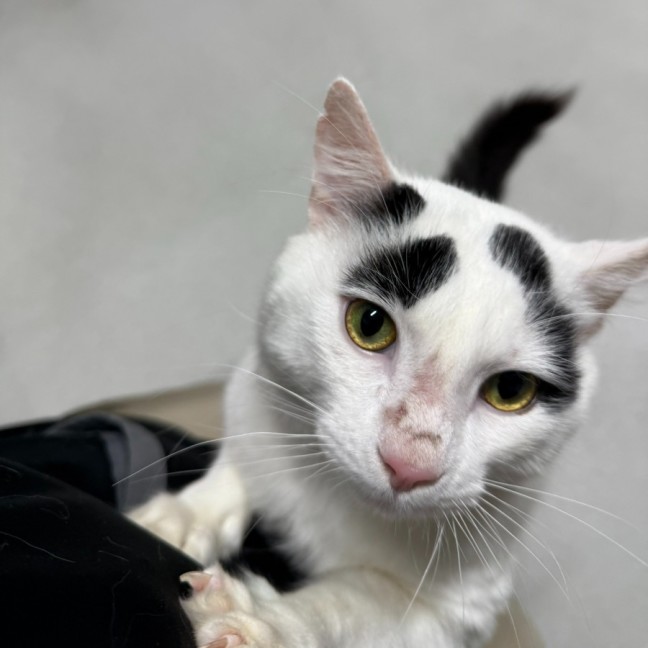 Photo of 🍭 Cleveland 6617 🍭