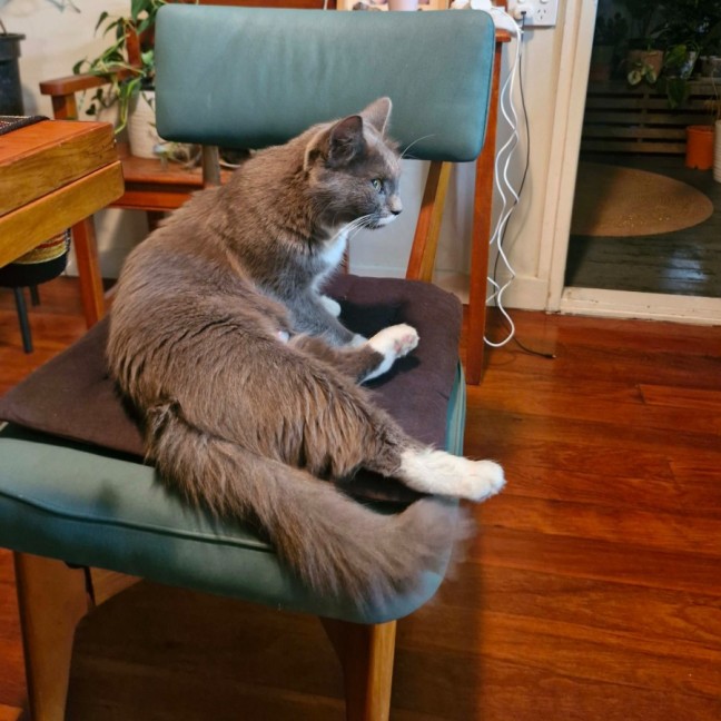 Photo of Misty