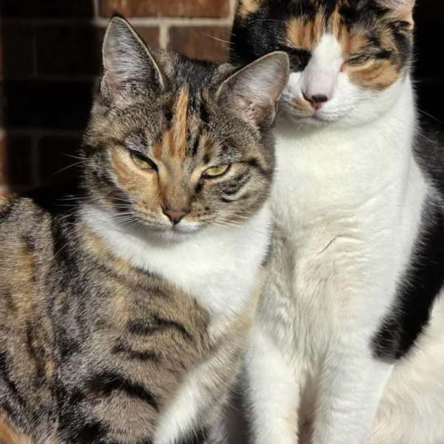 Photo of Lotus & Sage