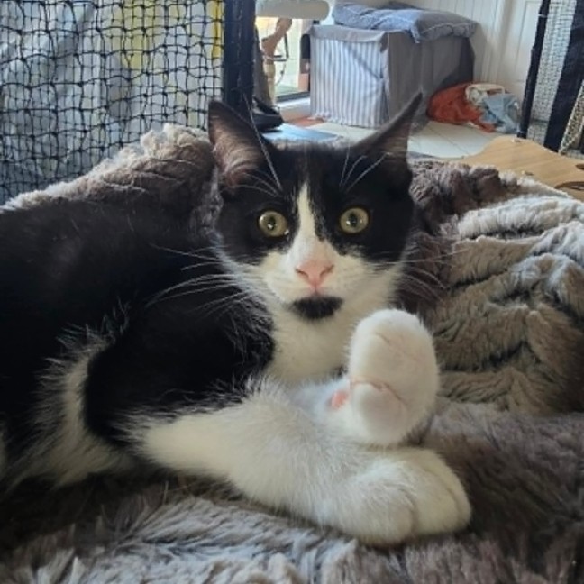 Photo of Moggle