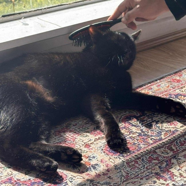 Photo of Twisty   In Foster Care In Thornbury