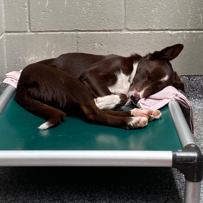 Photo of Buster