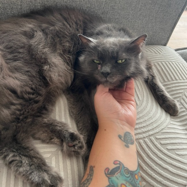 Photo of Gracie *9 Lives Project Rescue*