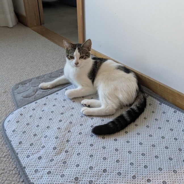 Photo of Blueberry   Super Friendly