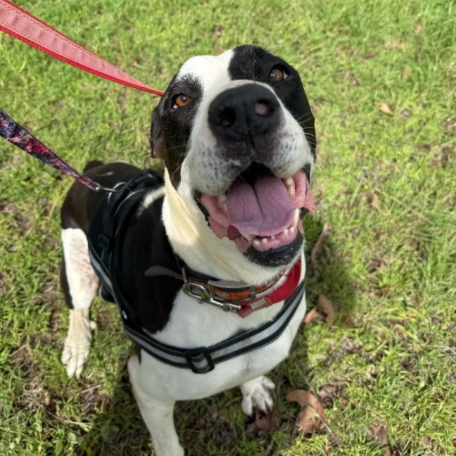 Photo of Apollo