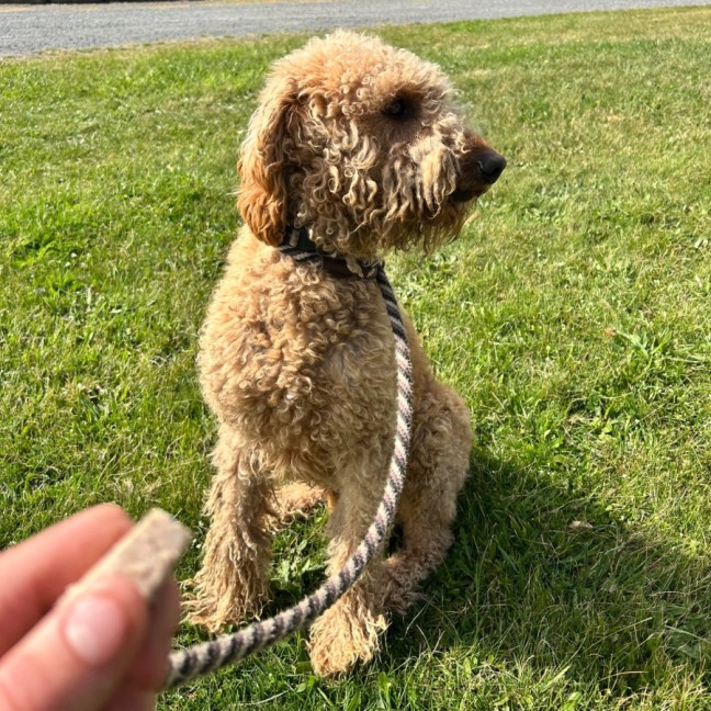 Photo of Scout