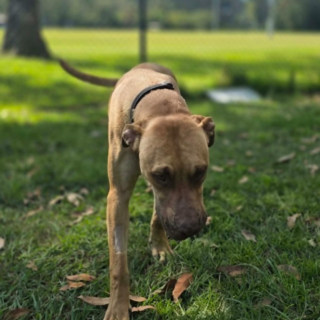 Photo of Ollie