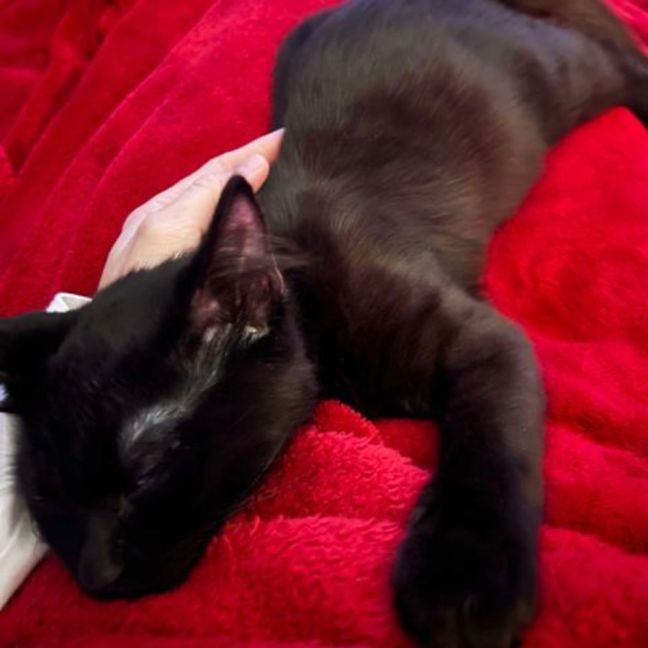 Photo of Tater