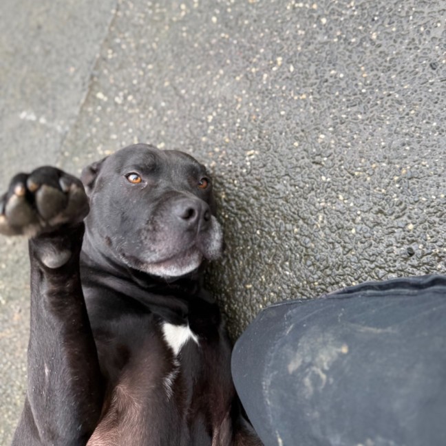 Photo of Bandit