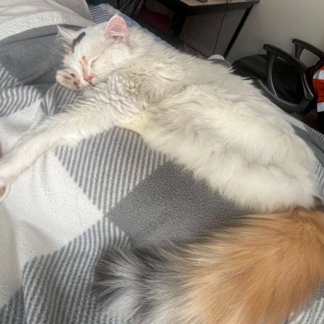 Photo of Cashew *9 Lives Project Rescue*