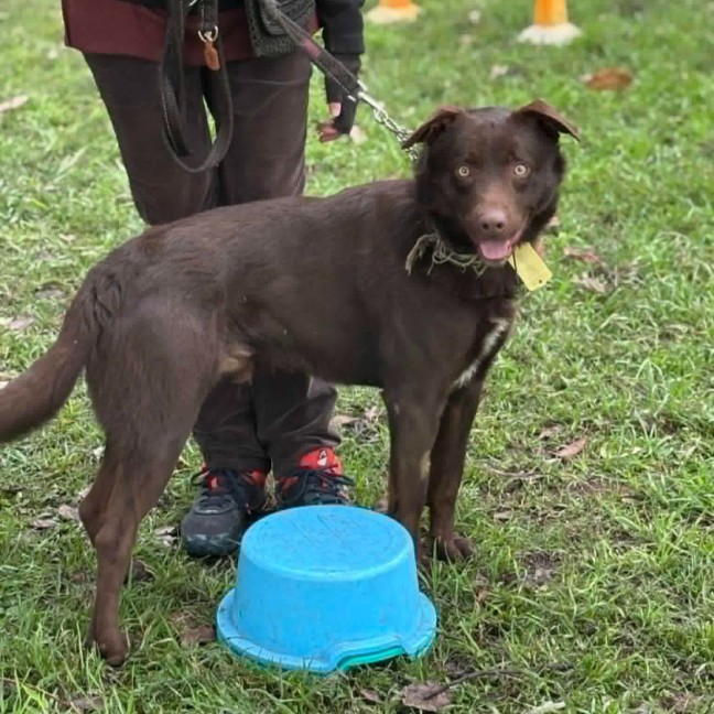 Photo of Indy