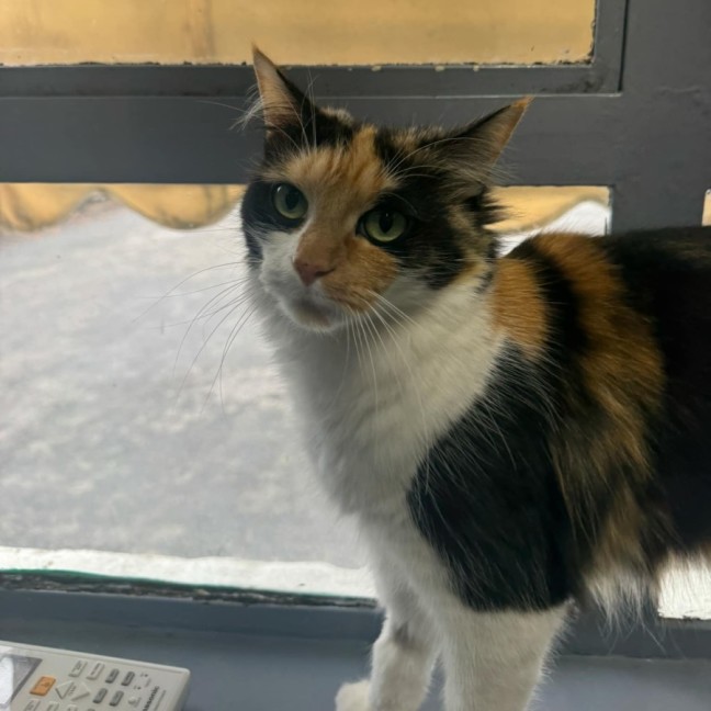 Photo of Jemima   In Foster Care In Ashburton