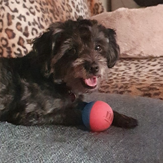 Photo of Bramble