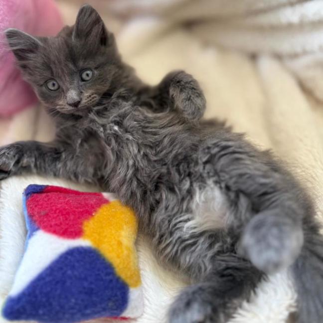 Photo of Huxley 💙