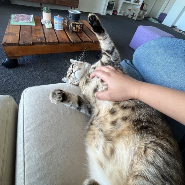 Photo of Amber