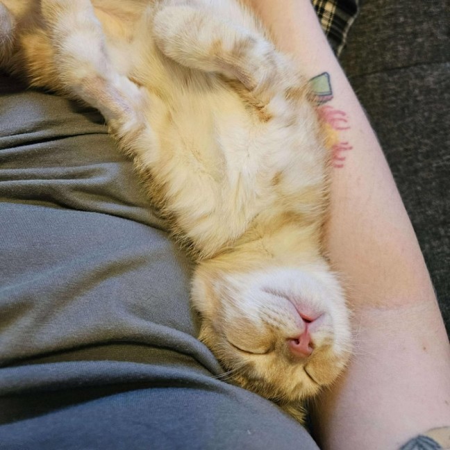 Photo of Pumpkin   Located In Preston