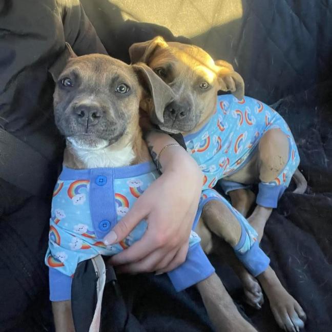 Photo of Thumper & Bambi 