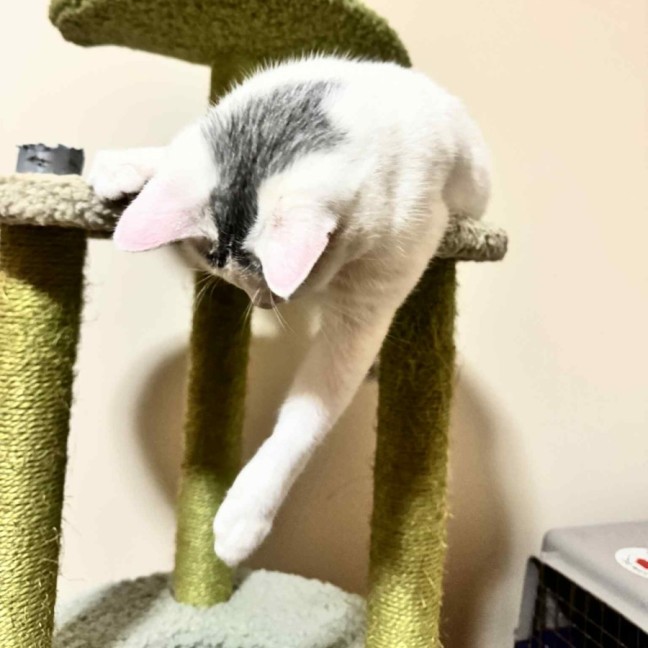 Photo of Nora   In Foster Care In Fawkner