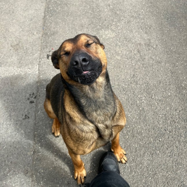 Photo of Sampson