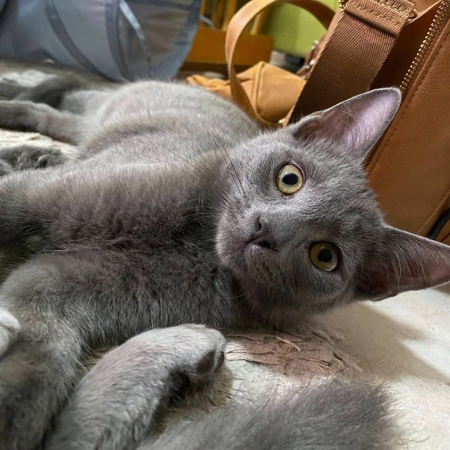 Photo of Mystery Saja