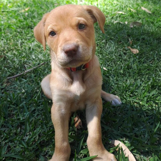 Photo of Maple