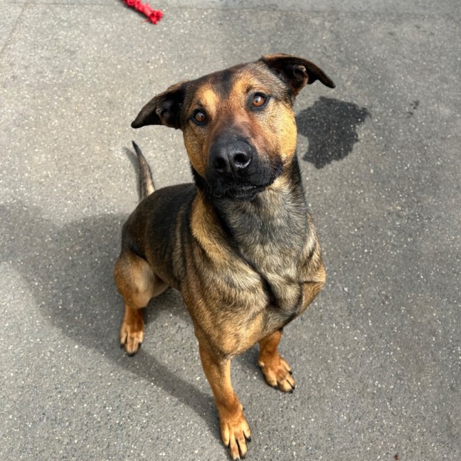 Photo of Sampson