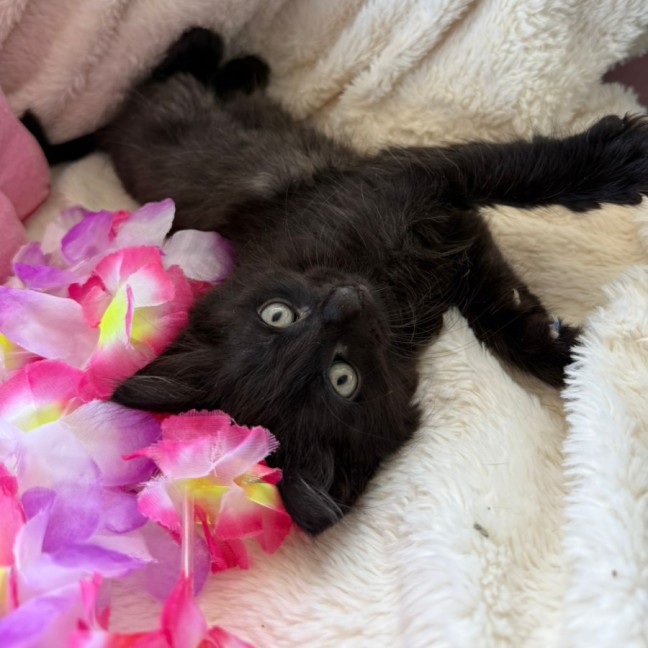 Photo of Harper 🌷