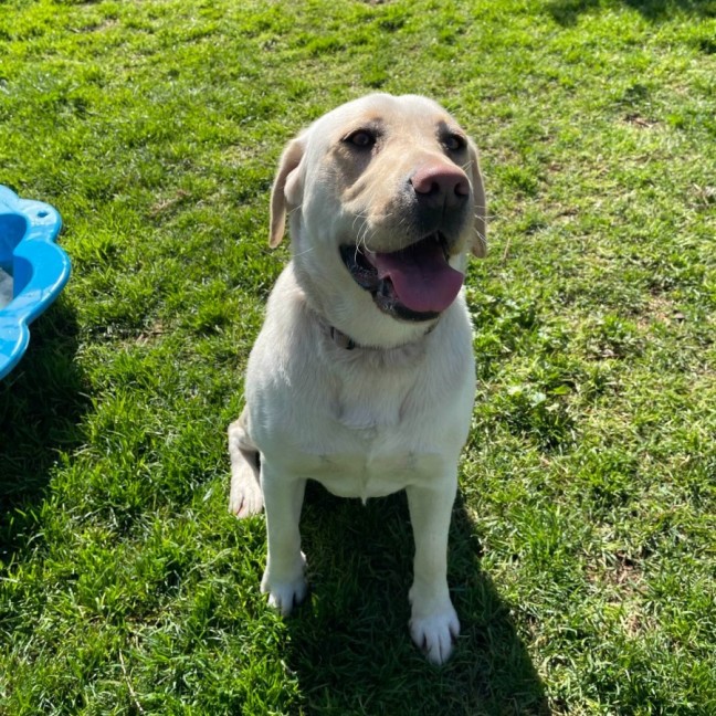 Photo of Nala