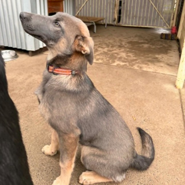 Photo of Bramble