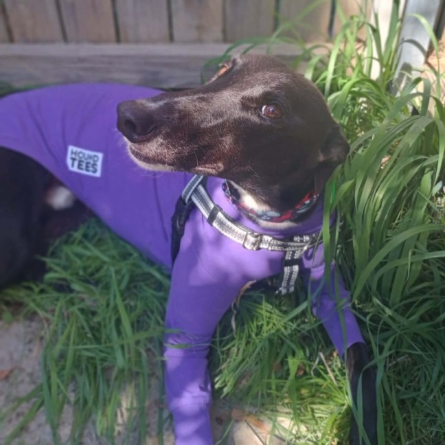 Photo of Fonzie, The Greyhound 
