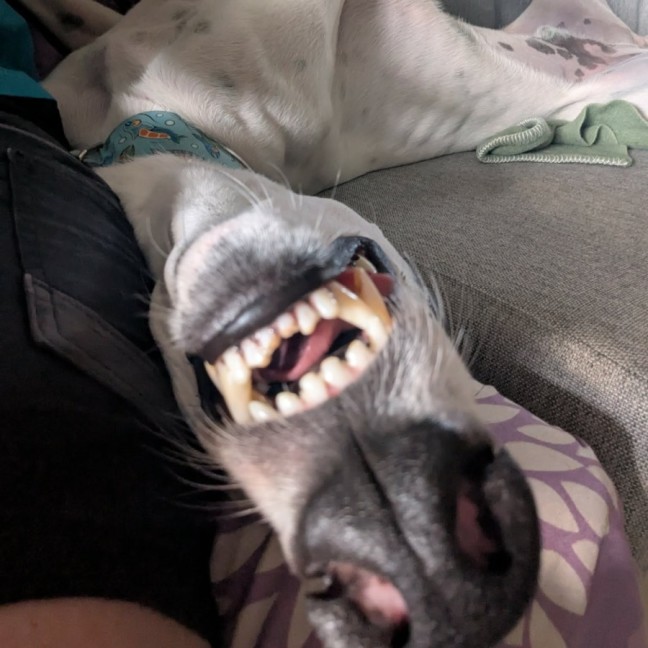 Photo of Patch, The Greyhound