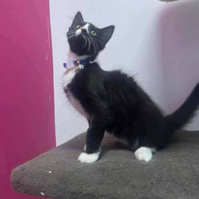 Photo of Pepe Le Pew