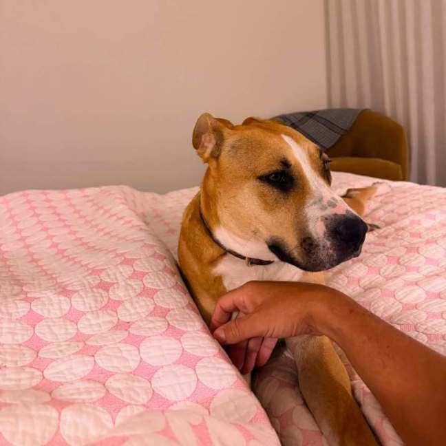 Photo of Stella